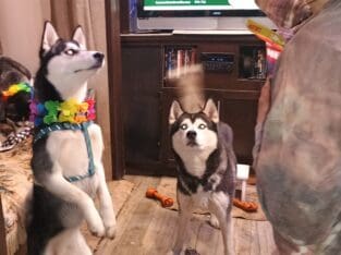 Huskys need good home 3 males.