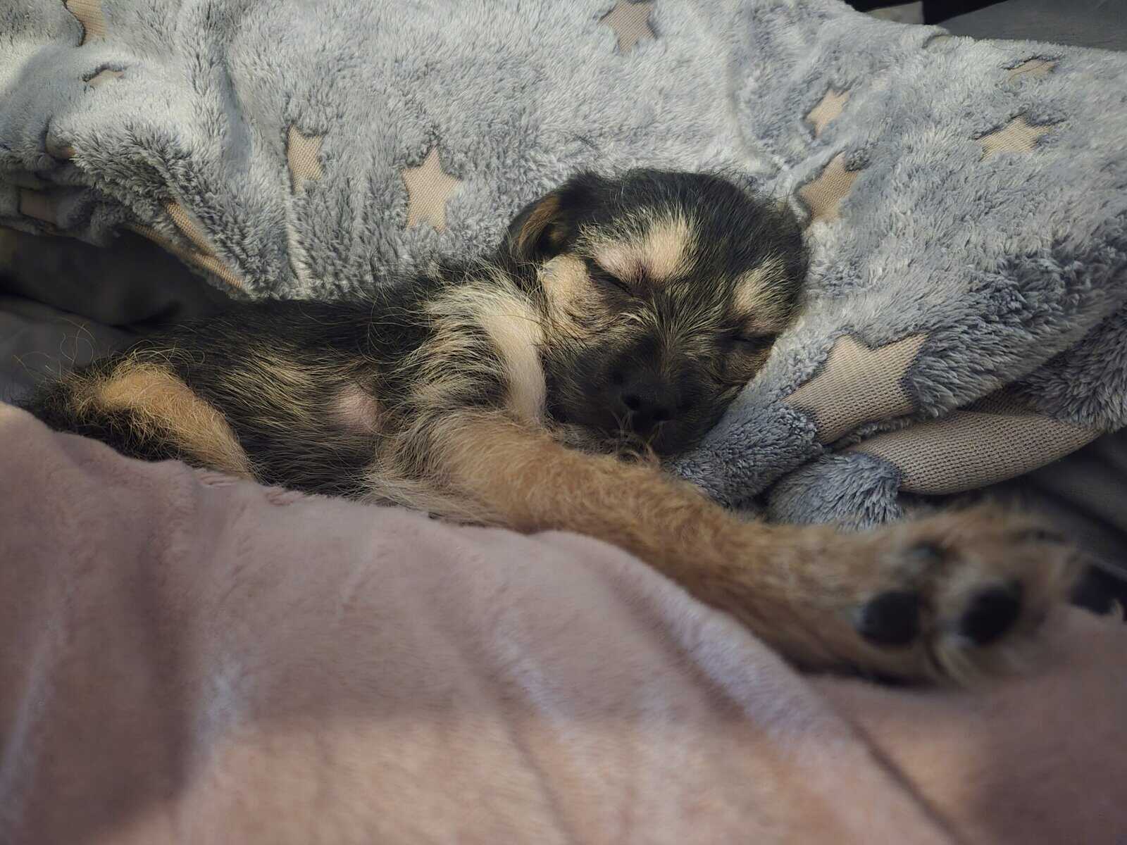 Chiweenie/Maltese Puppy image 2