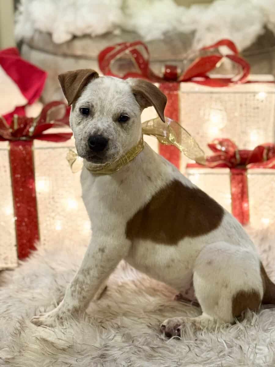🏡🐶🐾Adorable Pit/Mix Puppies !!🐾🐶 🏡 image 7