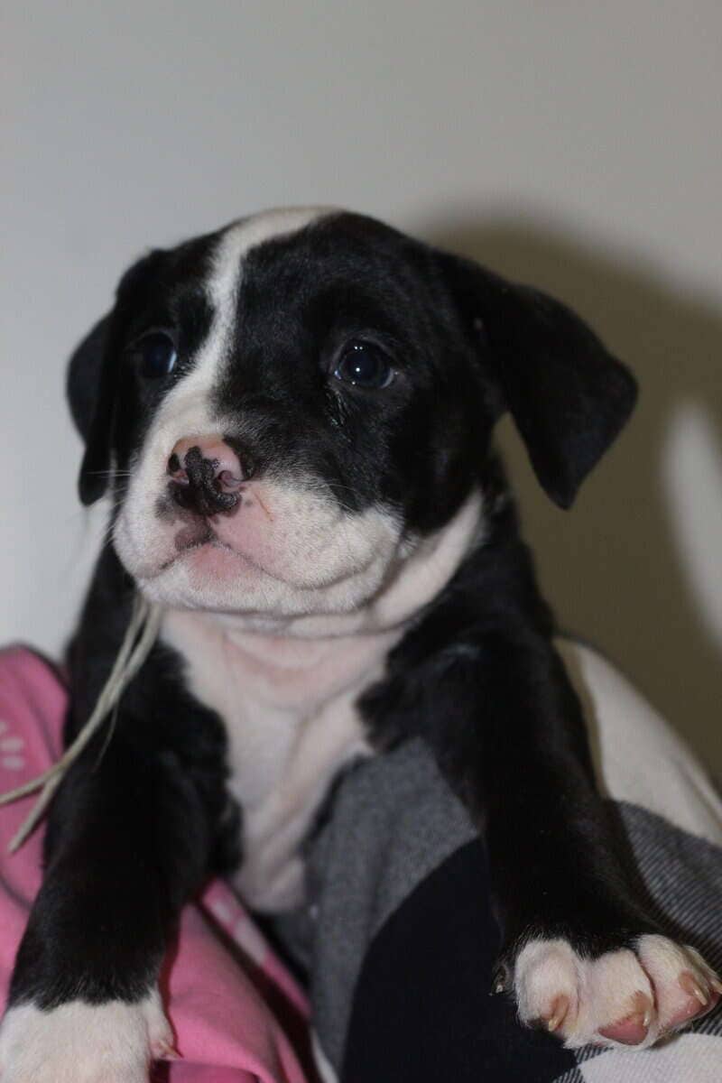 LAB PIT/BULLY MIX PUPPIES image 6