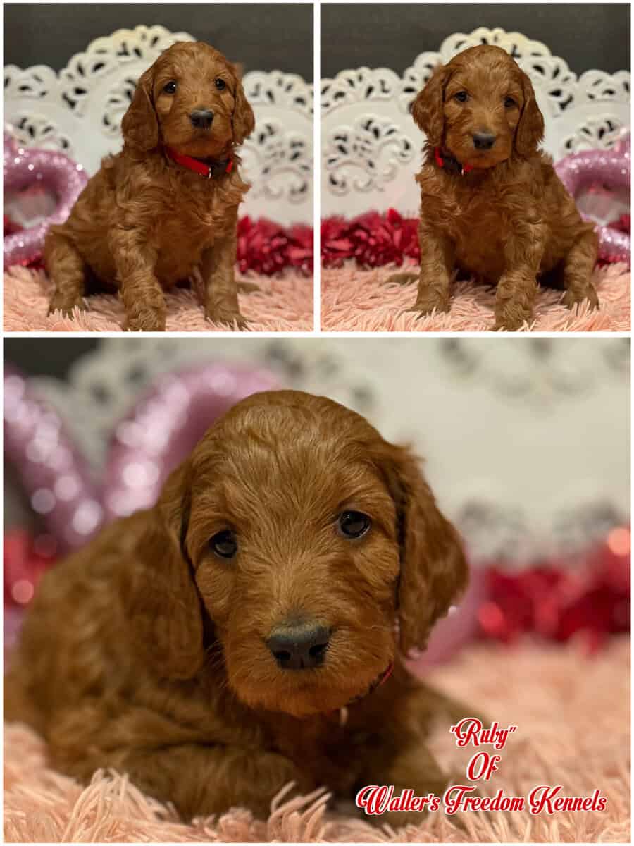 Irish Golden Doodles image 2