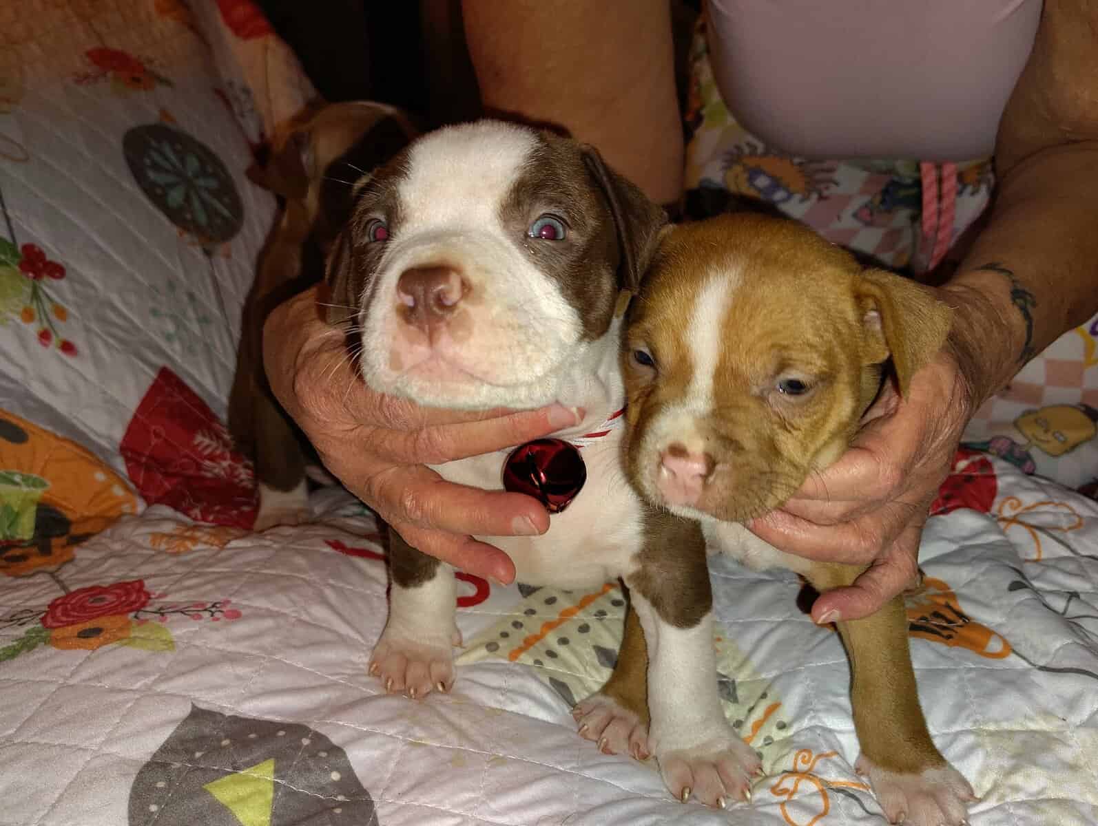 Christmas Pups image 5