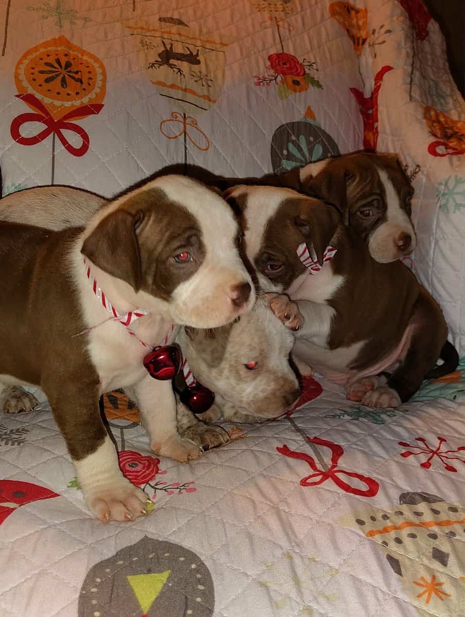Christmas Pups image 17