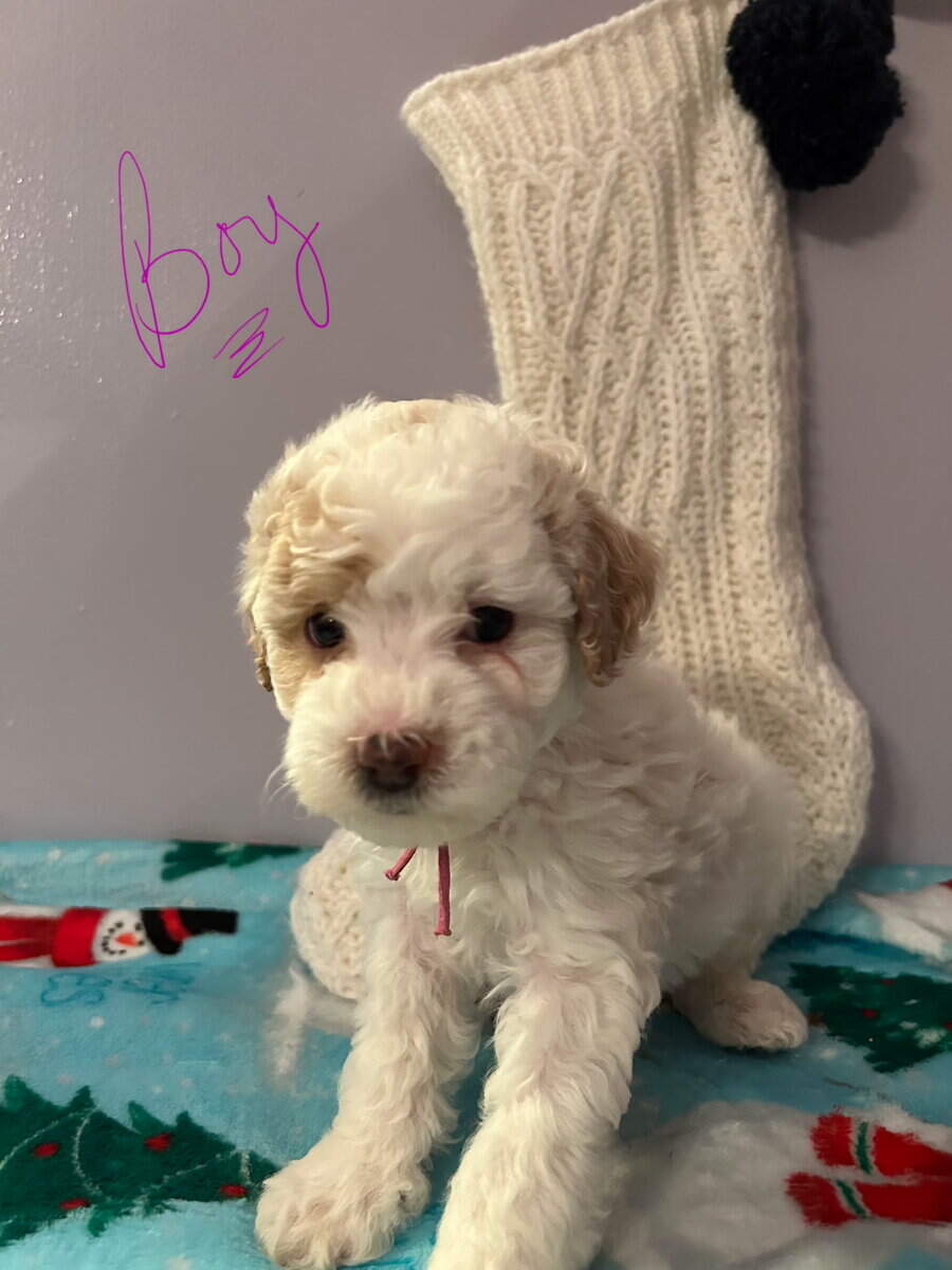 Puppies for Sale image 2
