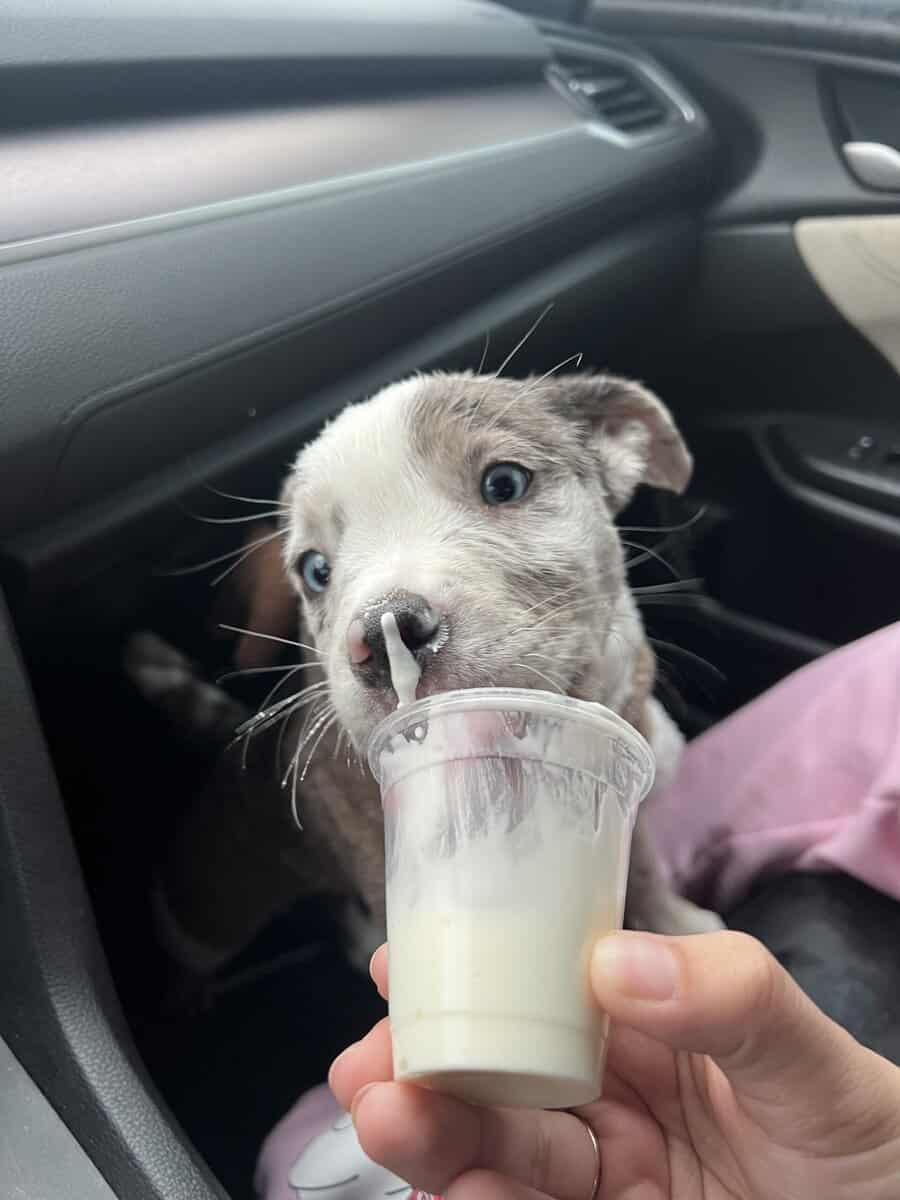 Pitsky pup image 2