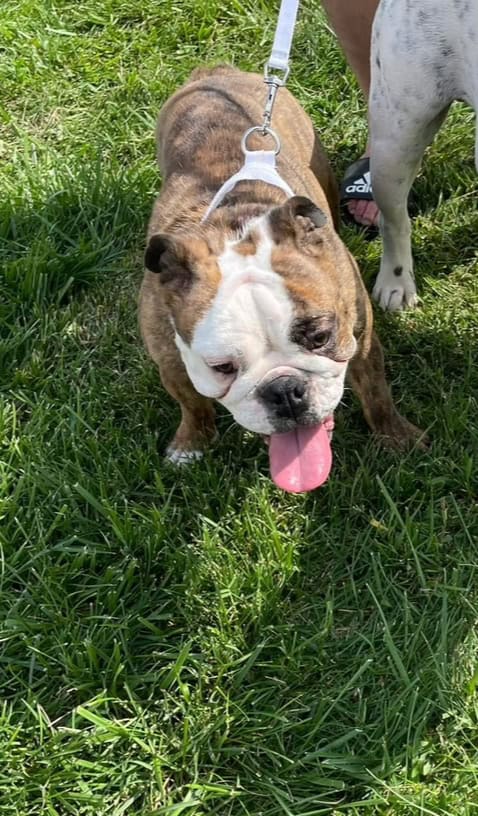 English bulldog image 2