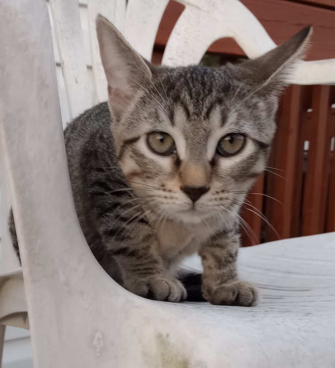 Kitten Needs a Forever Home! image 1