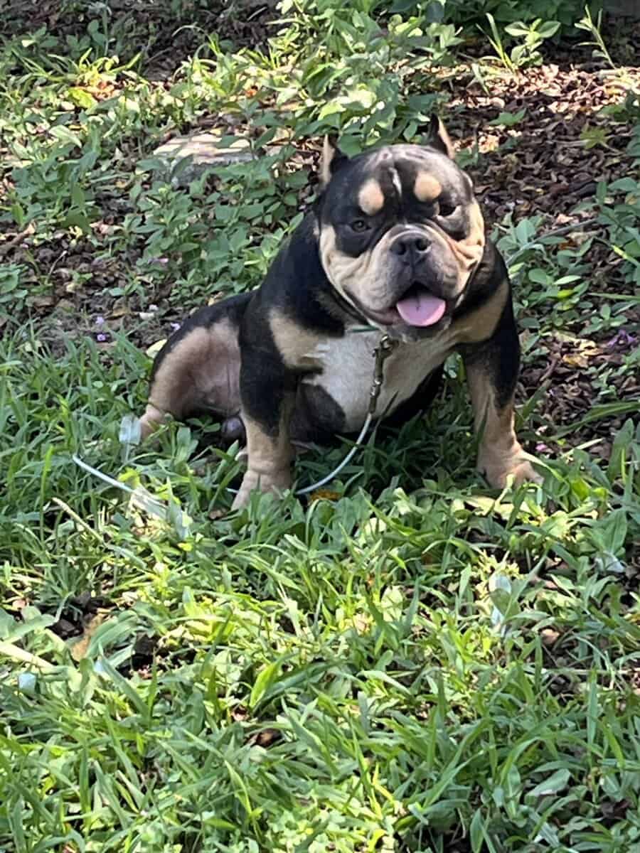 Male Tri Bully image 4