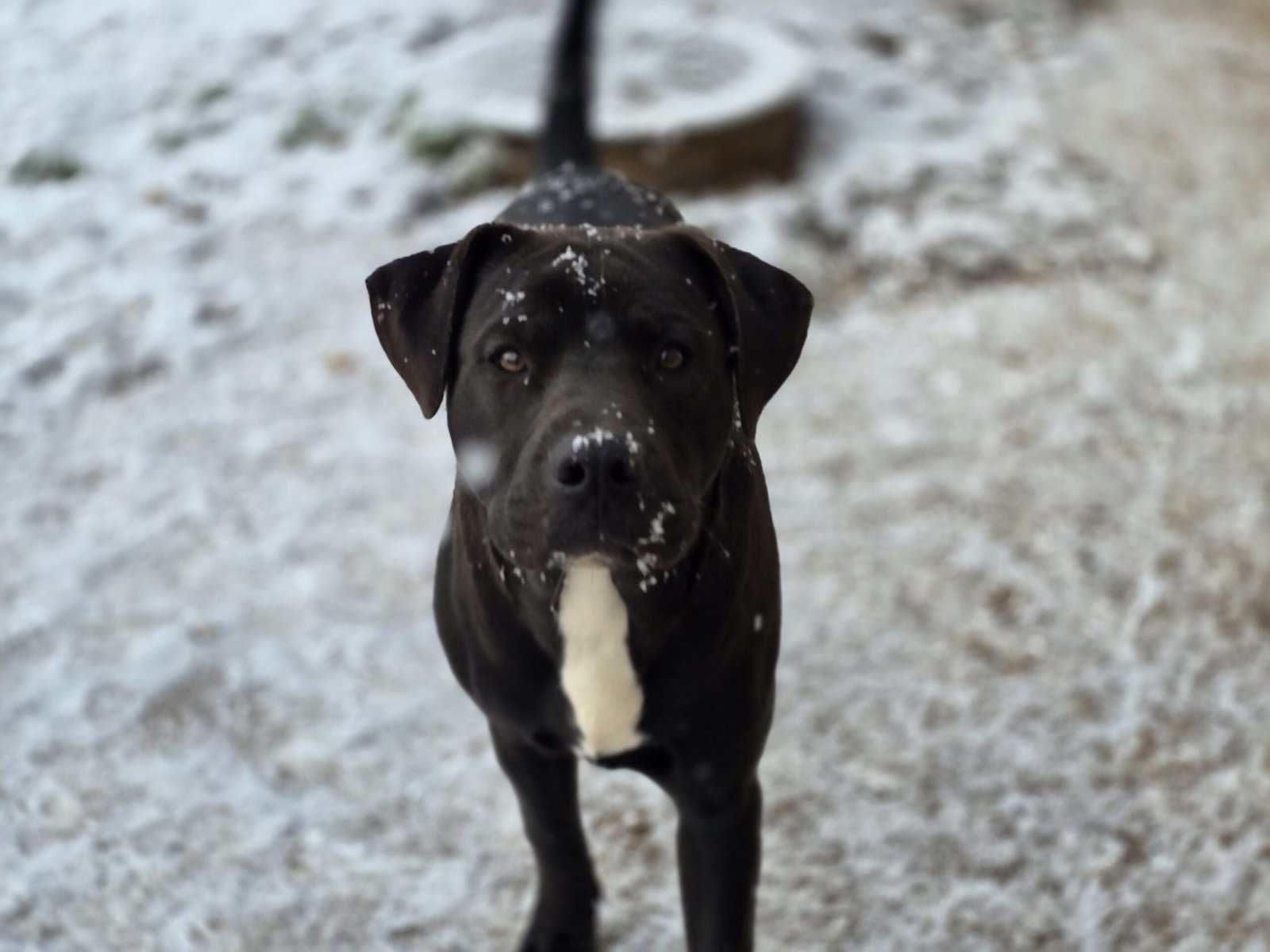 10 young mutts in search of forever homes image 17