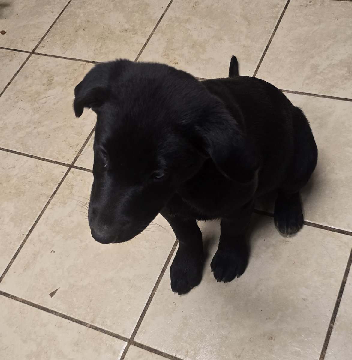 Holiday puppies lab mix image 3