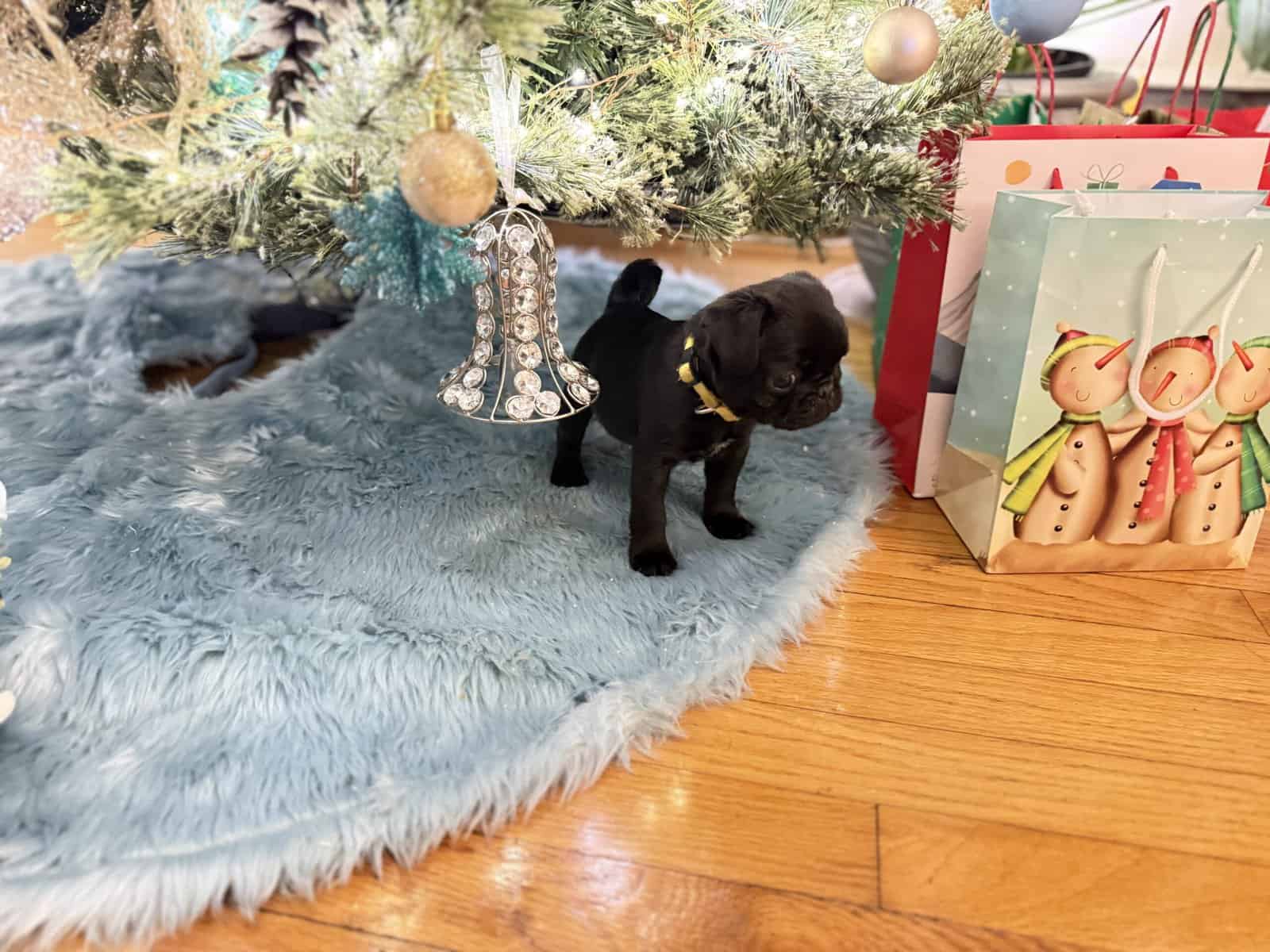 BLACK FEMALE PUG PUPPIES NEAR BOSTON image 4