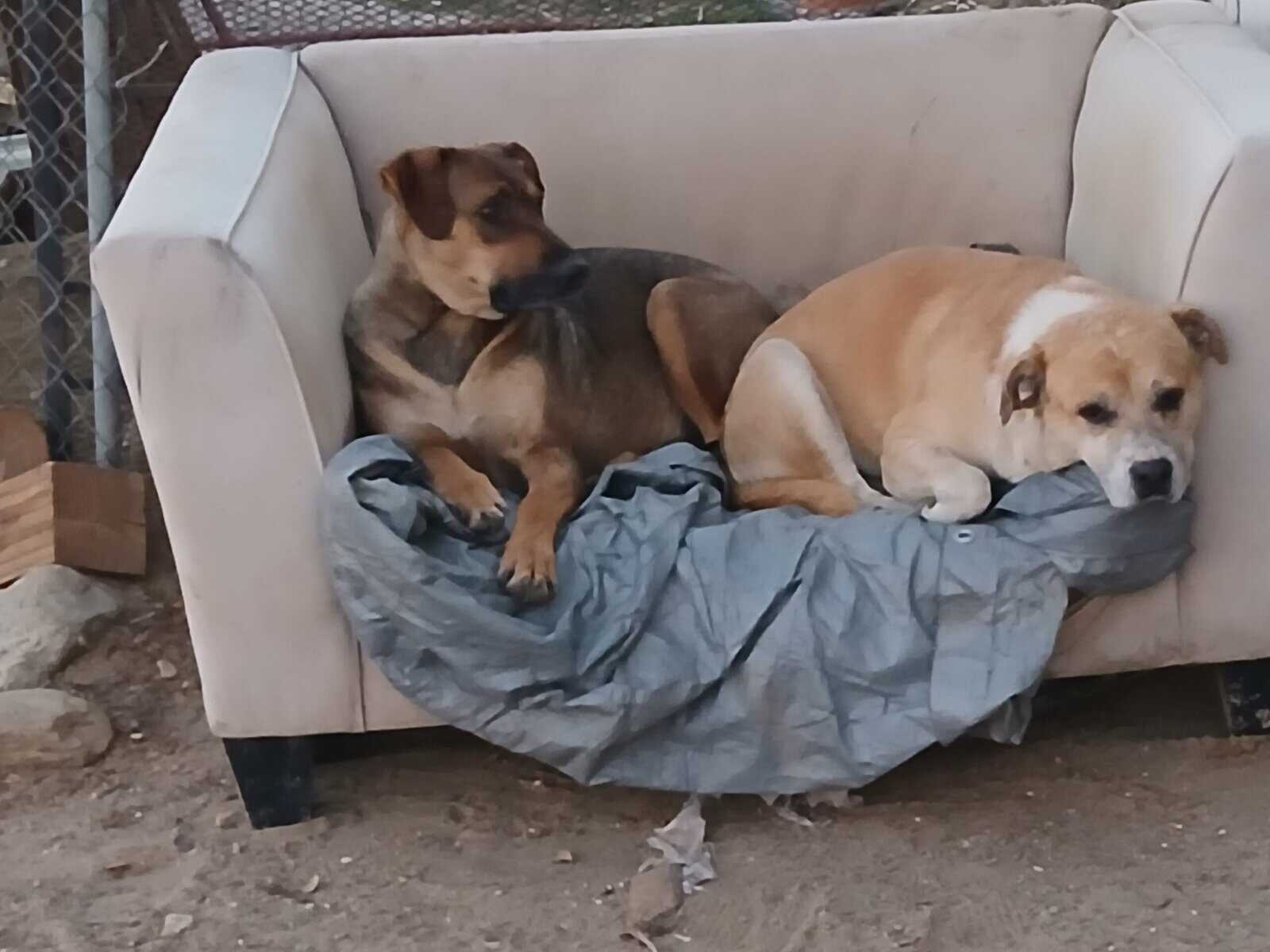 10 puppies for furever homes image 3