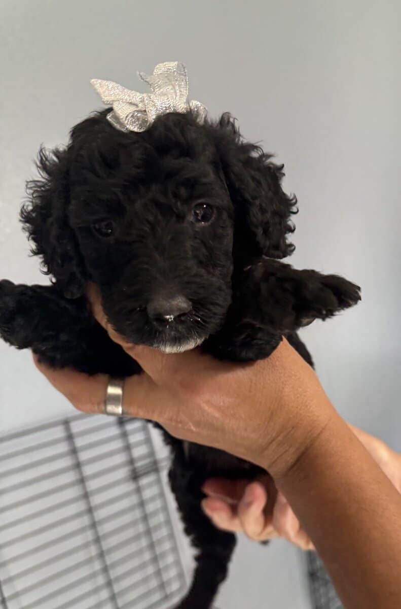 Goldendoodle image 8