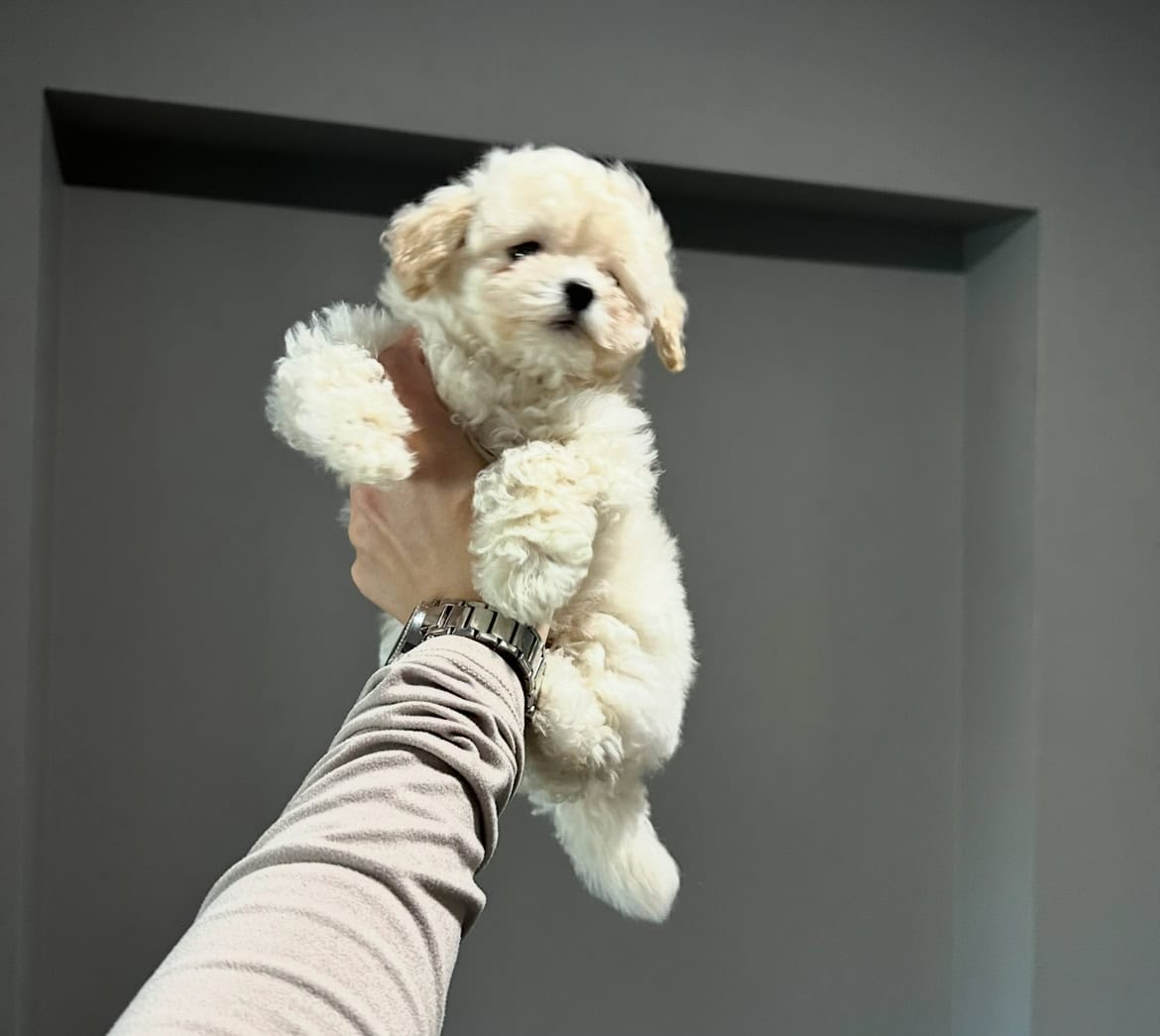 Precious Toy Poodle Puppies image 4