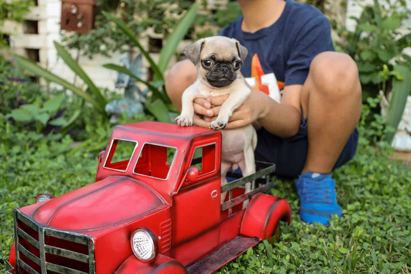 Pug puppies image 2