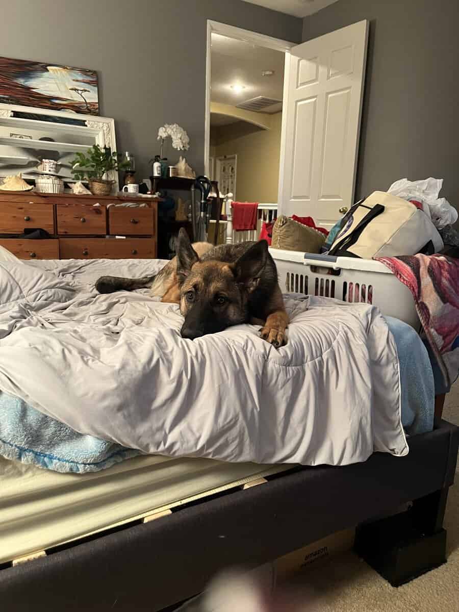 Small Homing Fee Malinois Mix image 4