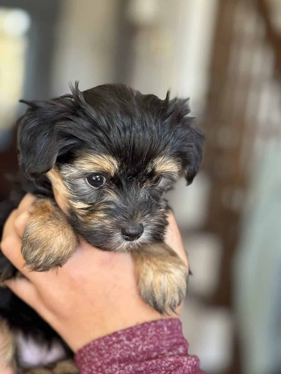 Morkie puppies image 2