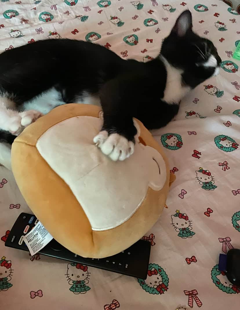 Giving away 1 Year Old Cat image 2