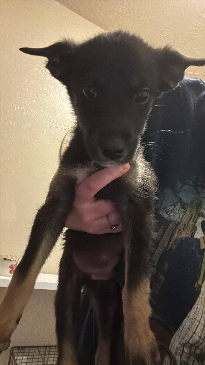 Husky/belgian malinois image 1