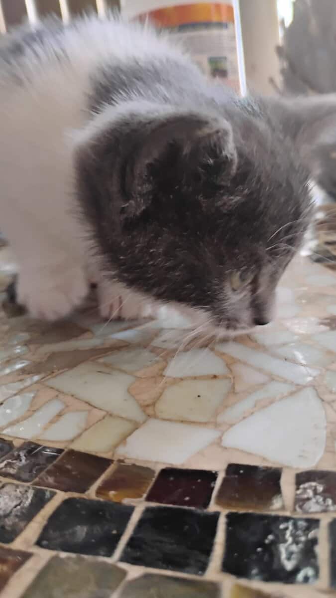 Munchkin British shorthair image 4