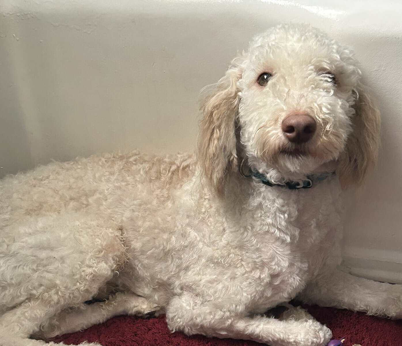 Poodle image 1