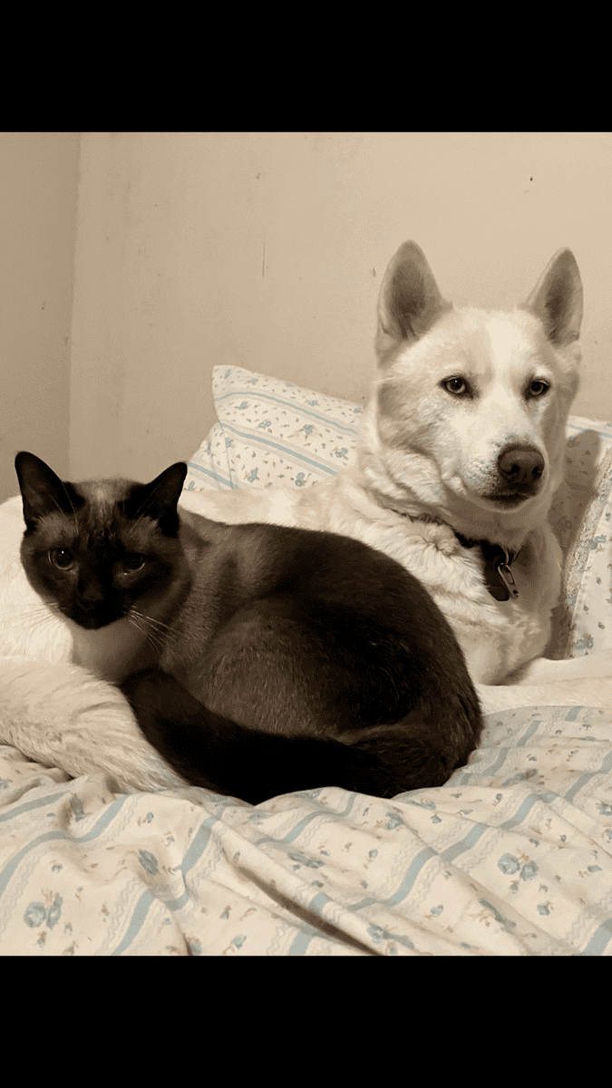 Female White Siberian Husky image 2