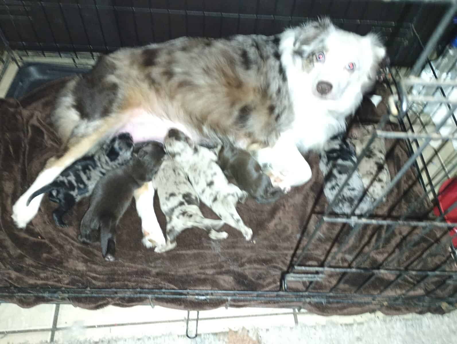 Aussiedoodle puppies image 1