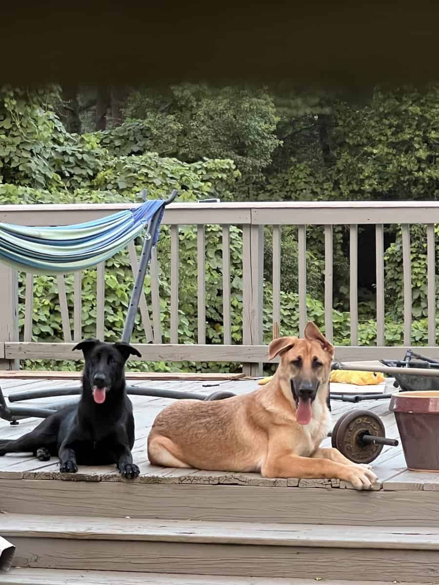 Two 11-Month-Old German Shepherds – Fully Vaccinat image 1