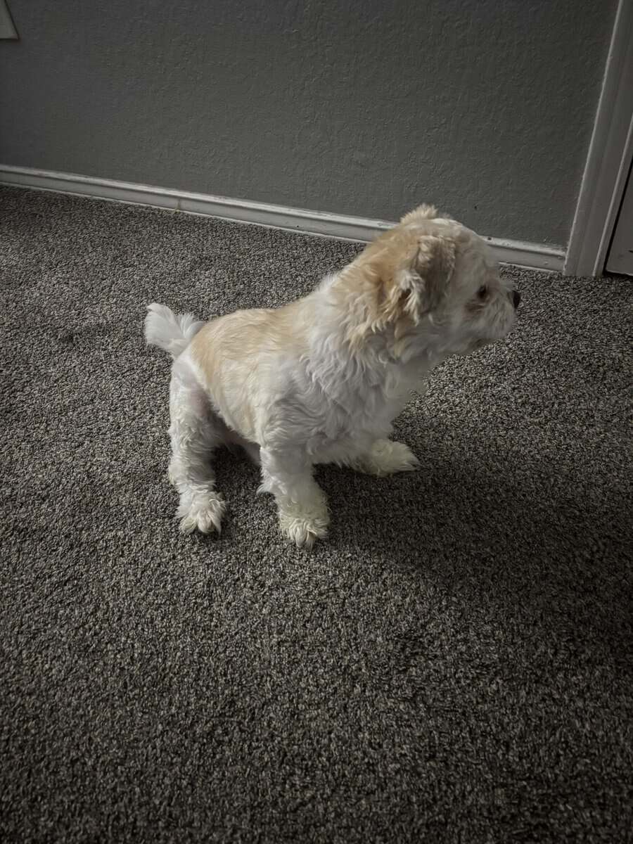 Dog for sale image 3