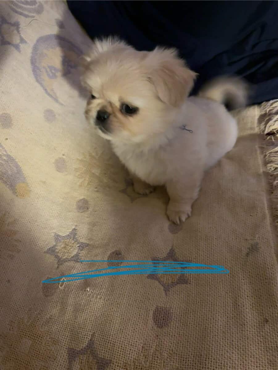 Pekingese puppies image 1