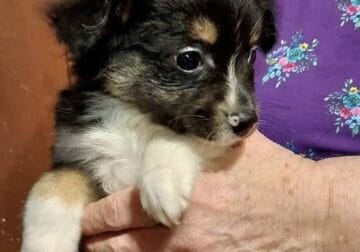 TOY Australian Shepherd Puppy – BEAU