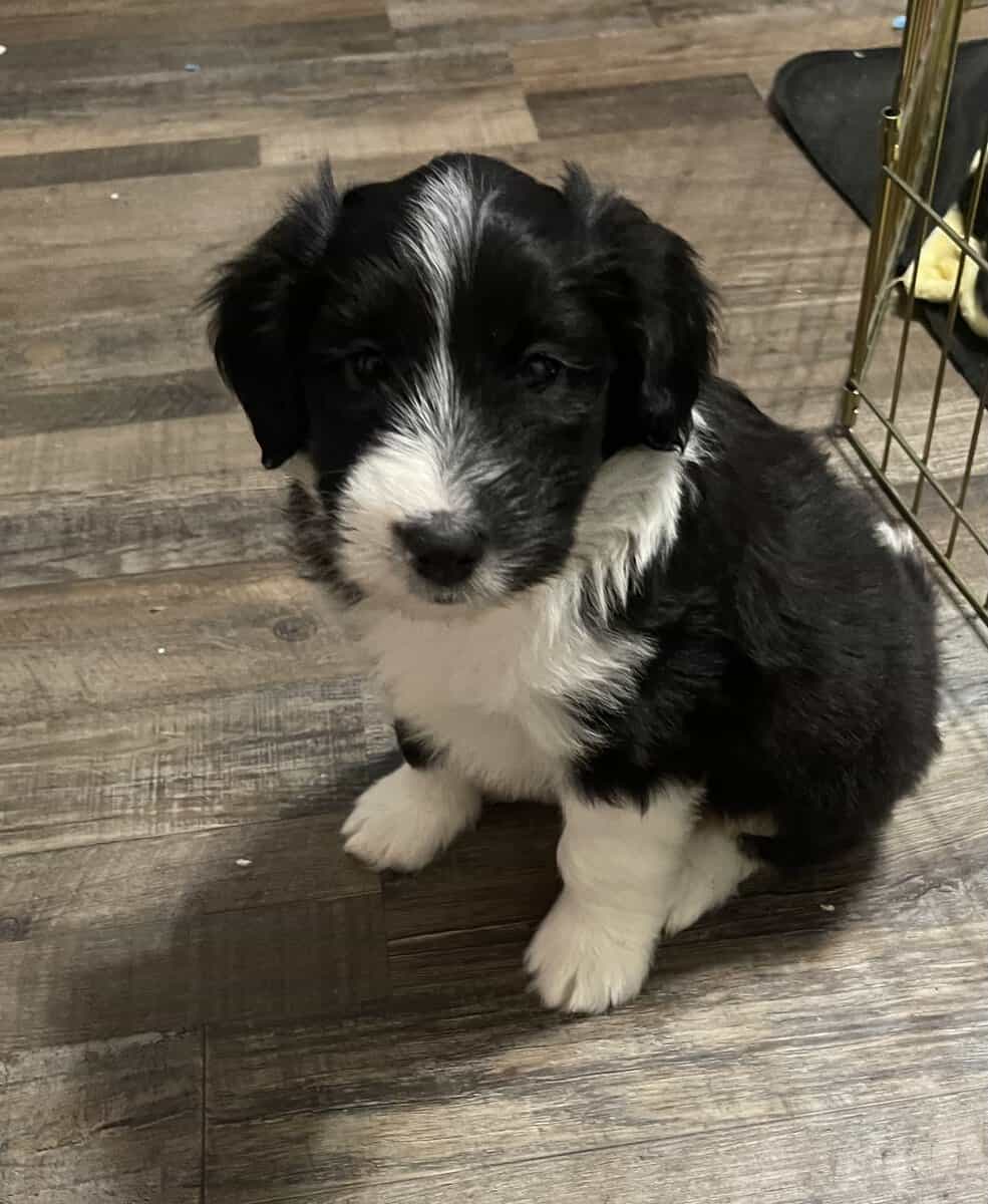 Rough collie/sheepadoodle mix image 3
