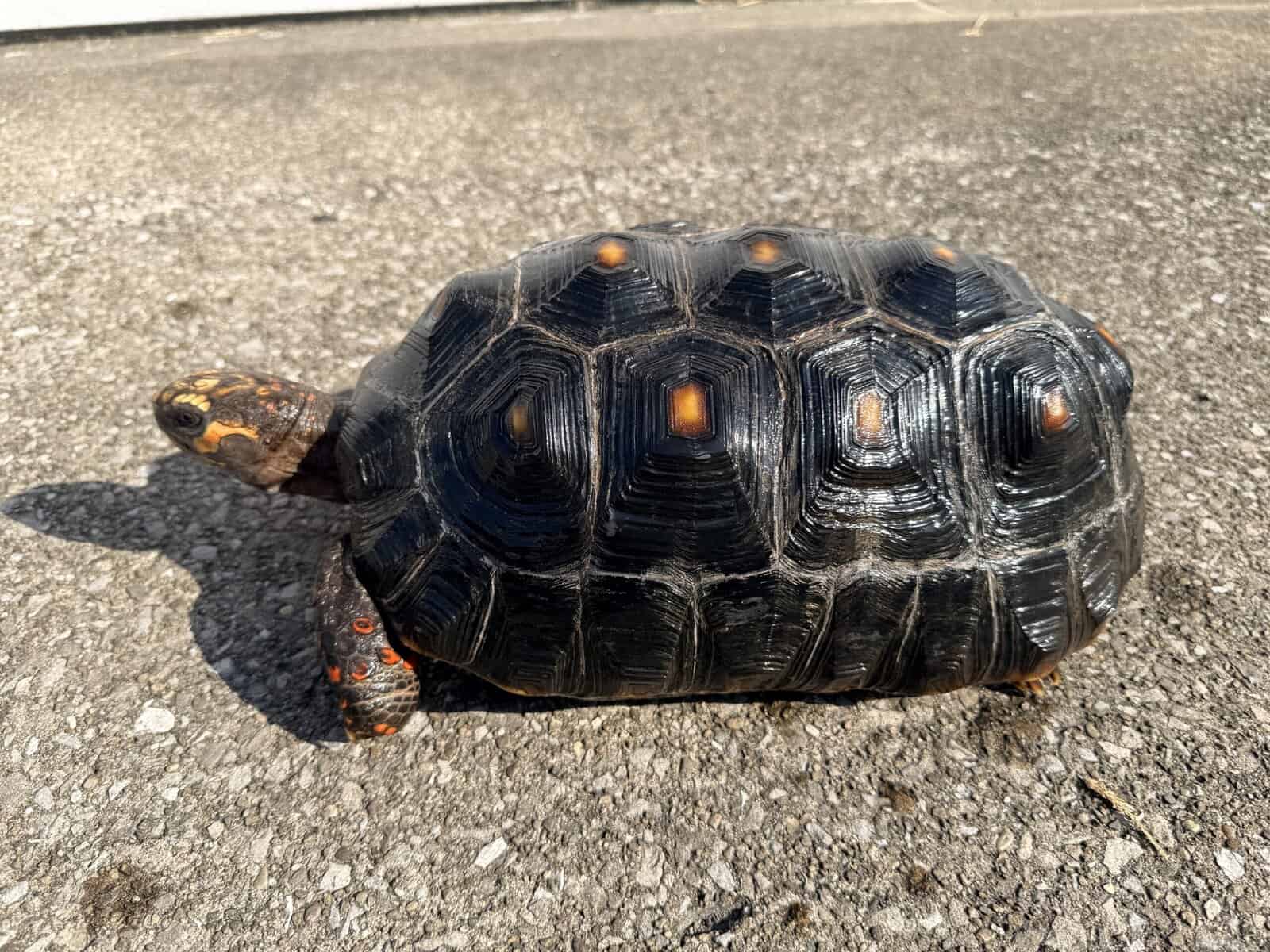 Cherry Head Tortoises image 1