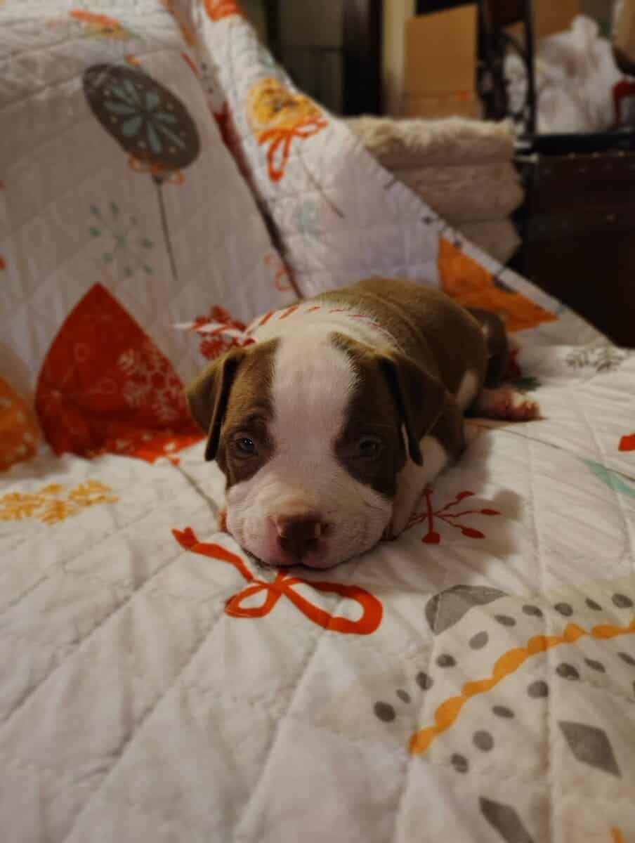 Christmas Pups image 21