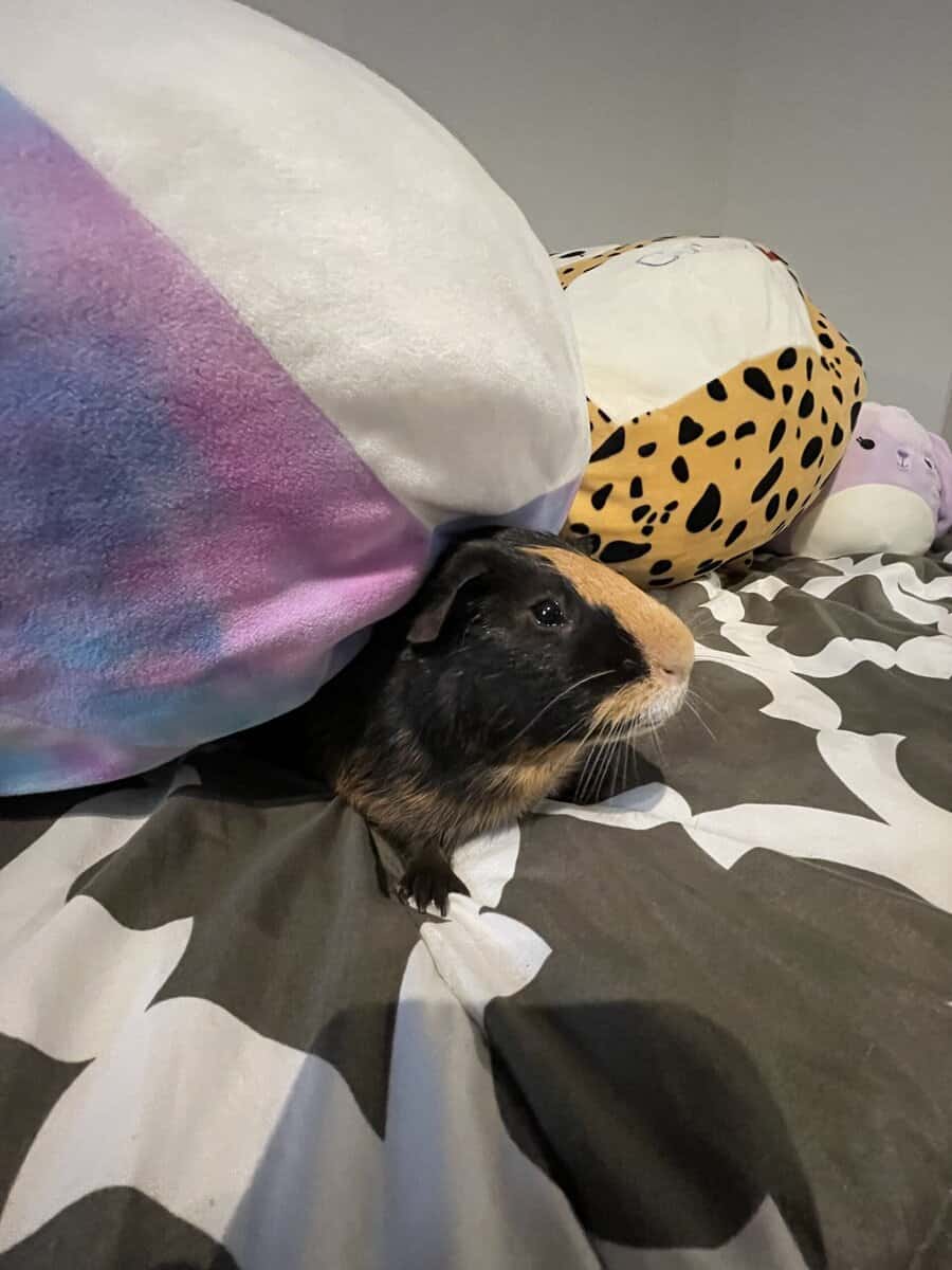 2 Male Guinea Pigs. image 2