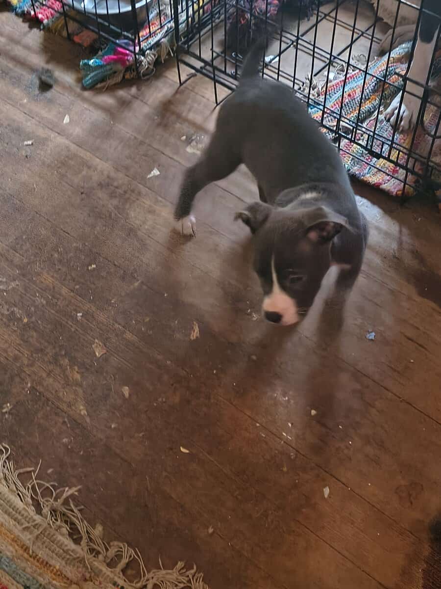 Blue pitty puppies with blue eyes and white markin image 2