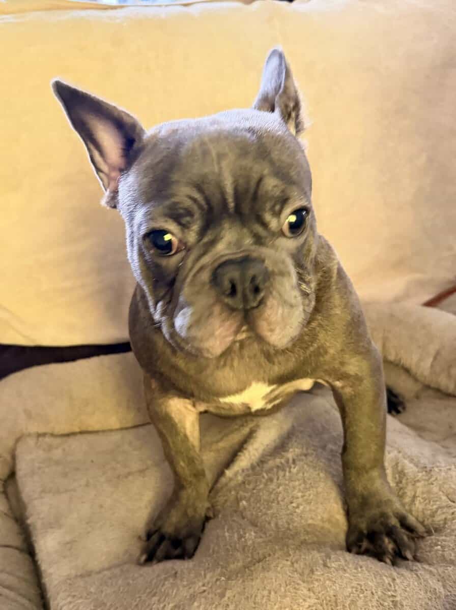 French Bulldog for sale “Oden” image 2