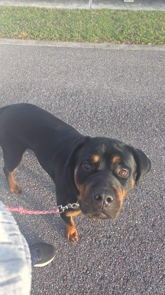 Rottweiler image 1