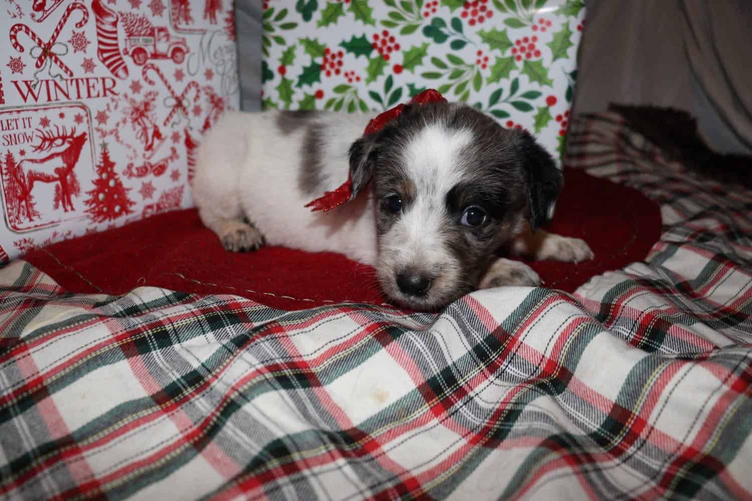 Merle doodle/blue heeler mix image 5