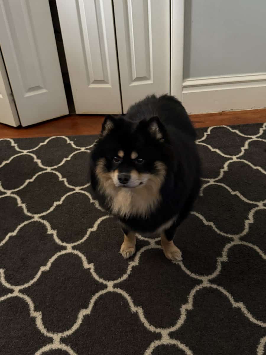 Dog for sale! image 3