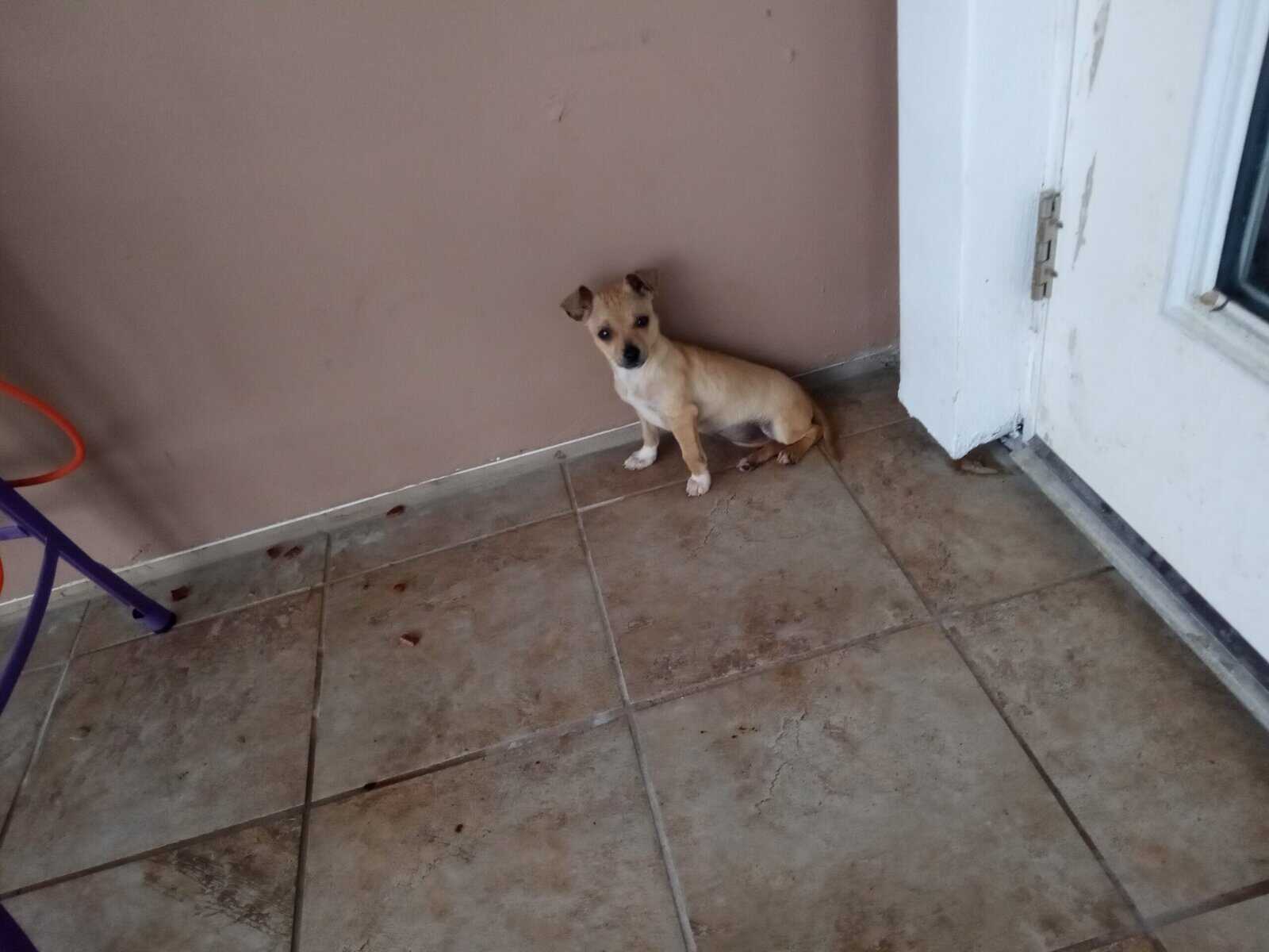 Beautiful Christmas Present 5 mo old chihuahua image 2