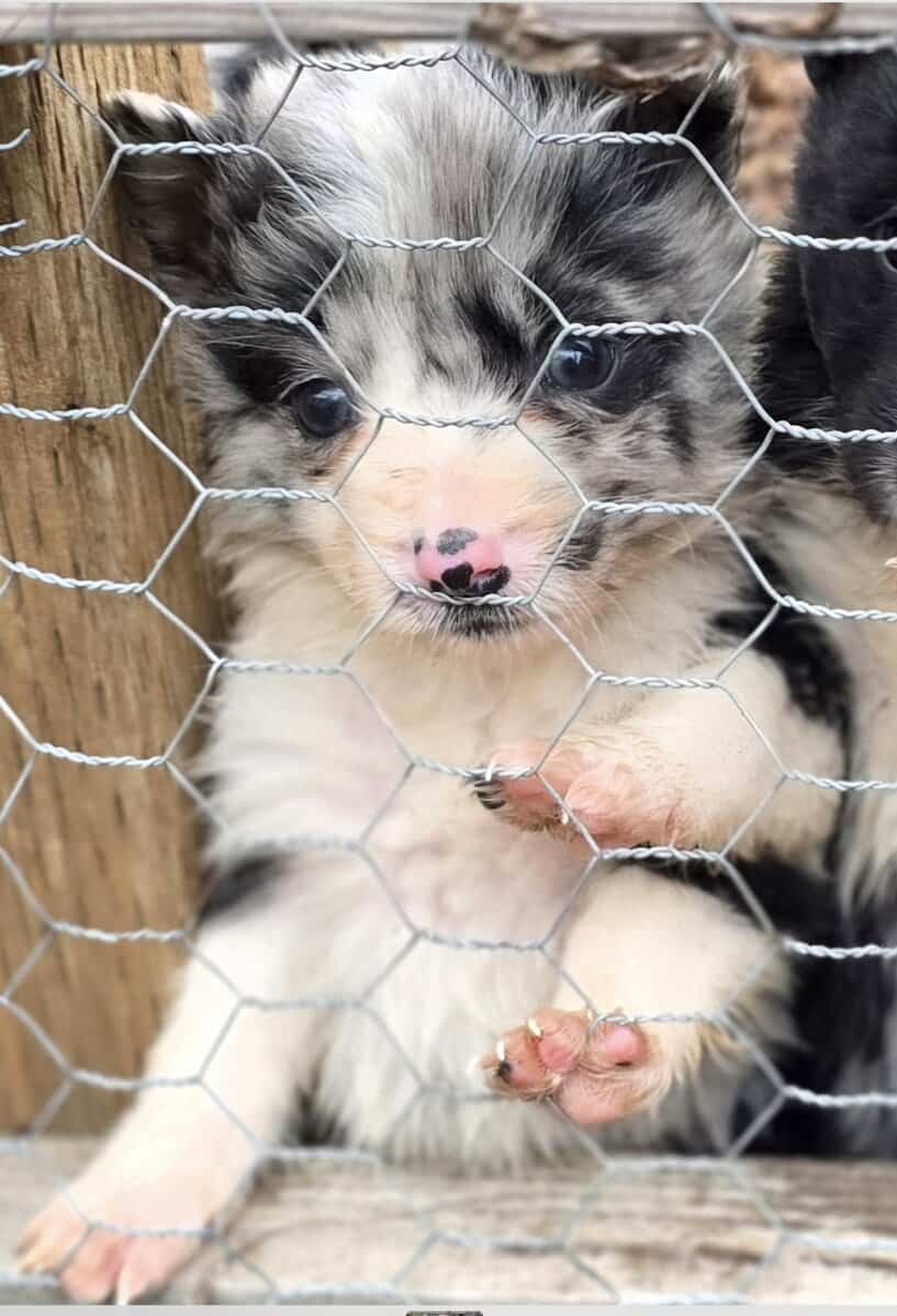 Christmas Puppies!!!...4 sold, 5 females left!!!.. image 11