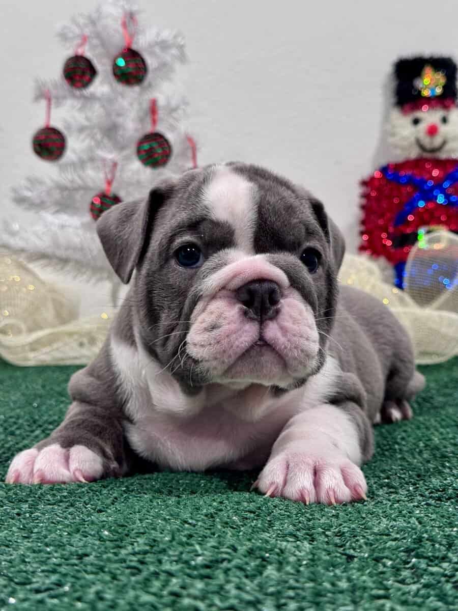 English Bulldog Puppies image 7
