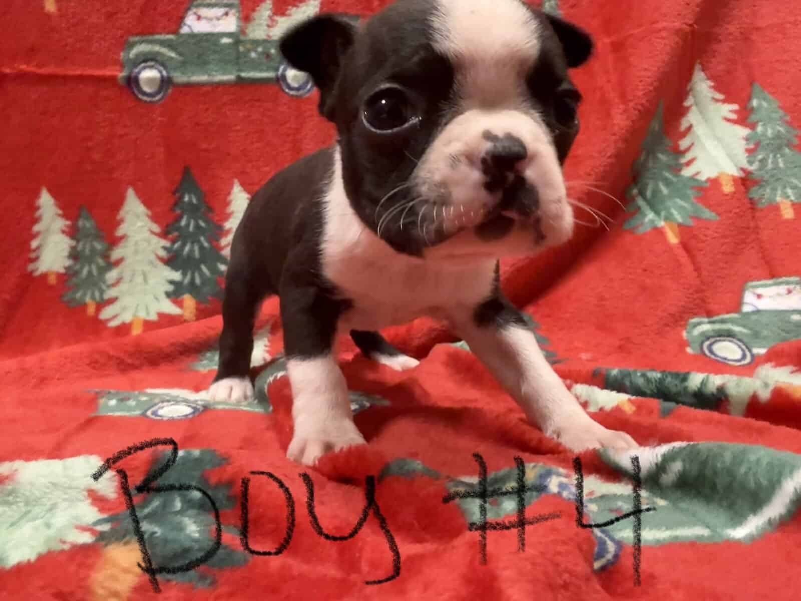 5 pups ready for home ckc reg image 4