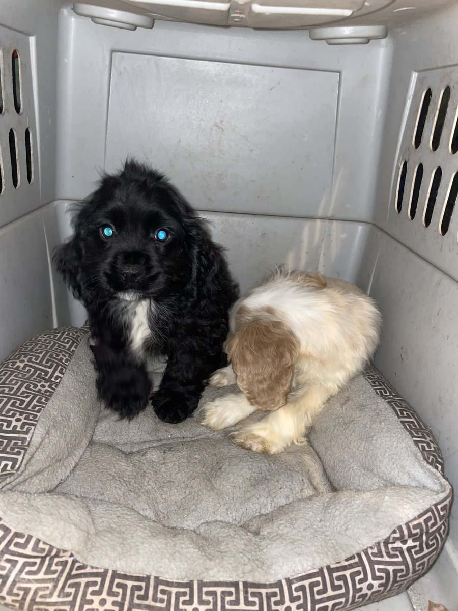 Puppies “READY” image 1