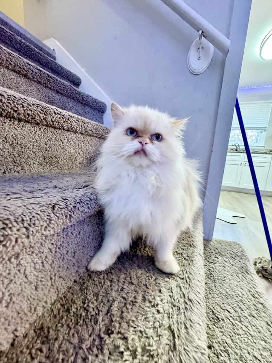 White male Persian image 1