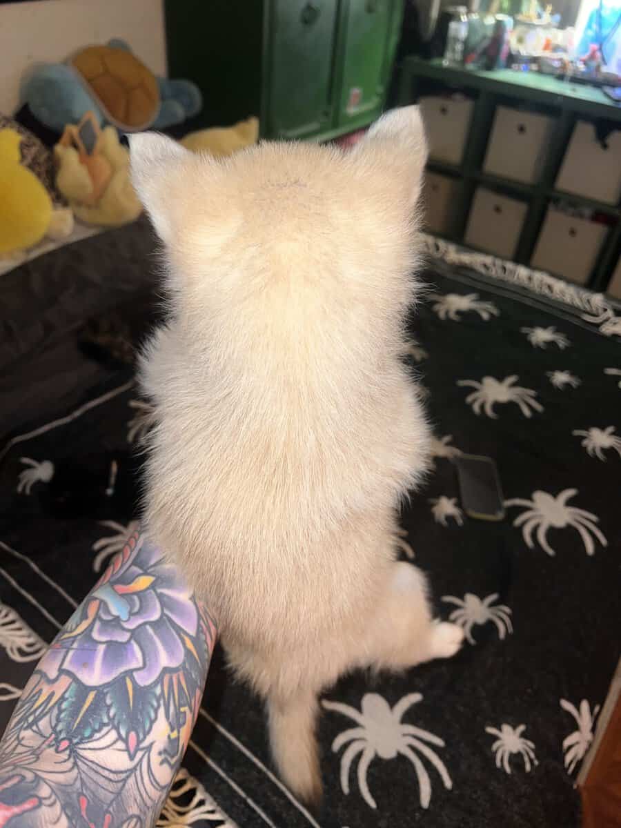 Pomksy image 6