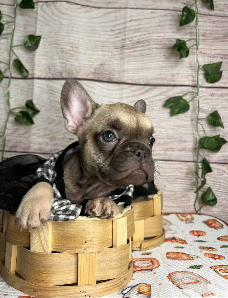 Frenchies image 2