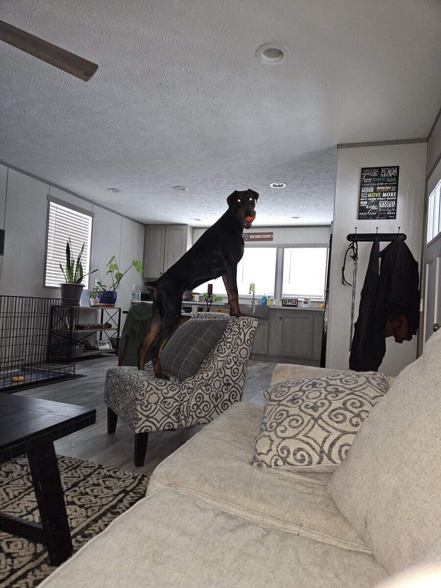 Crate-Trained 2½-Year-Old Male Doberman,Intact image 2