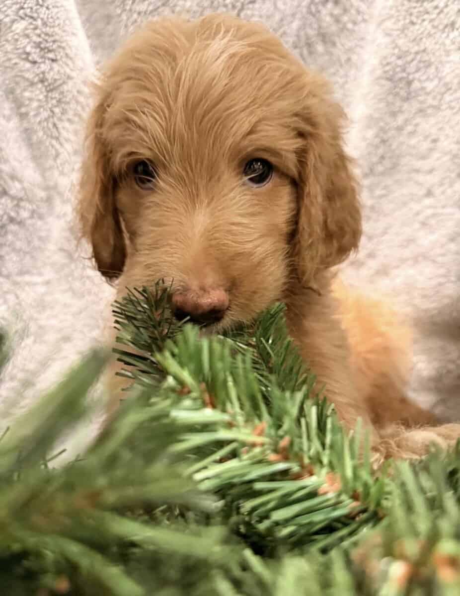 Golden Aussiedoodle image 1
